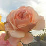 Sweet Sentiments
