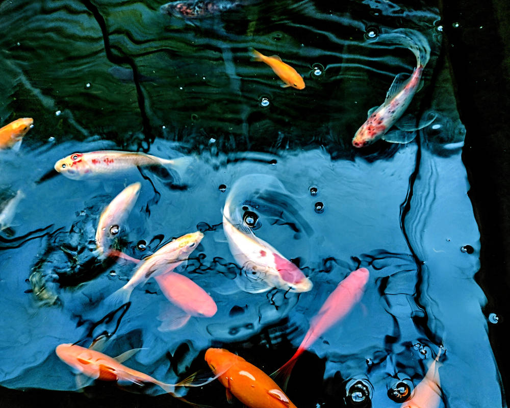 Artistry Of Fish by BotanicalGirl on DeviantArt