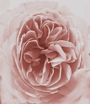 Soft Romantism