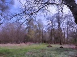 Light Through Trees Beckon