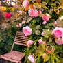 Sit Amongst The Roses