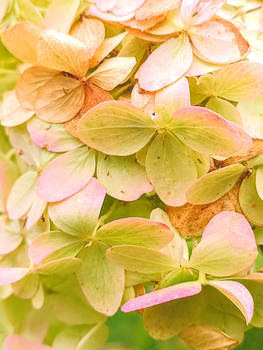 Dreamy Lime Petals