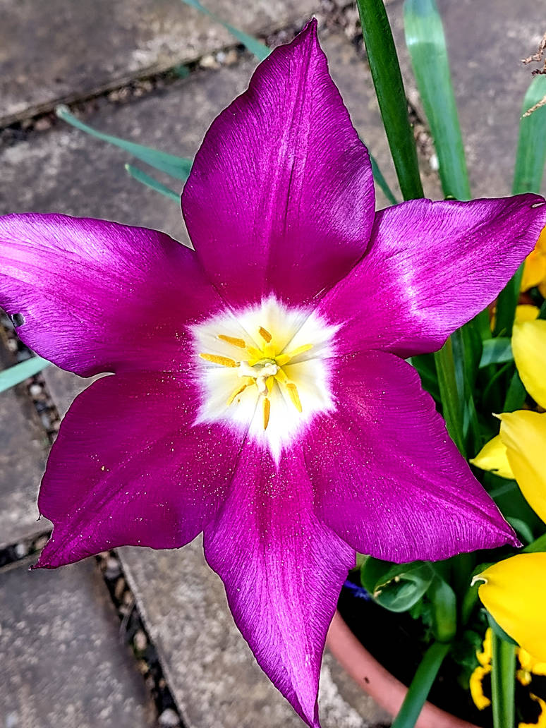 Turple Turple by BotanicalGirl on DeviantArt