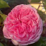Rose Spotlight