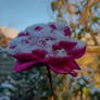 Snow Rose