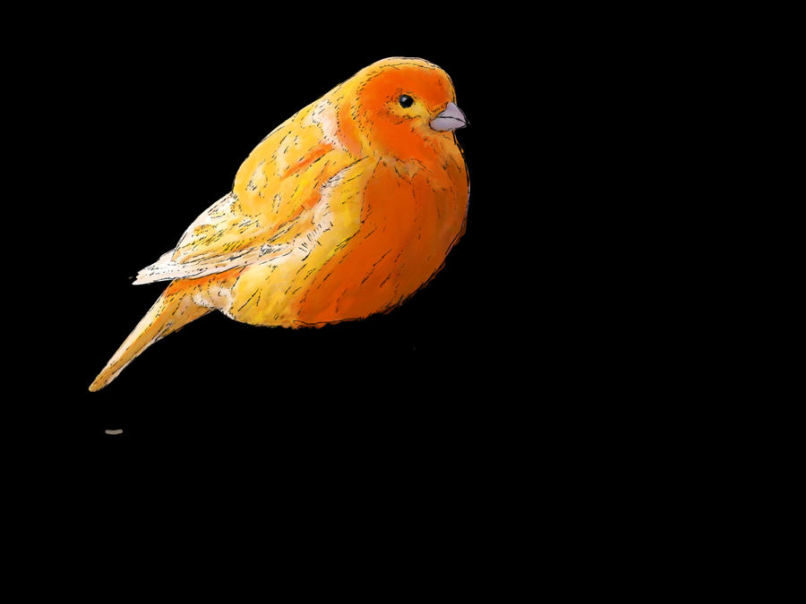 Finch Drawing by thelilartist on DeviantArt