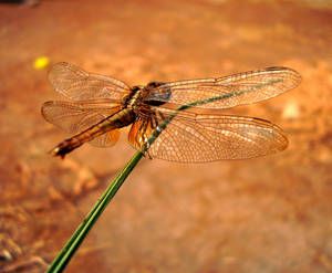 dragonfly