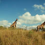 giraffes.