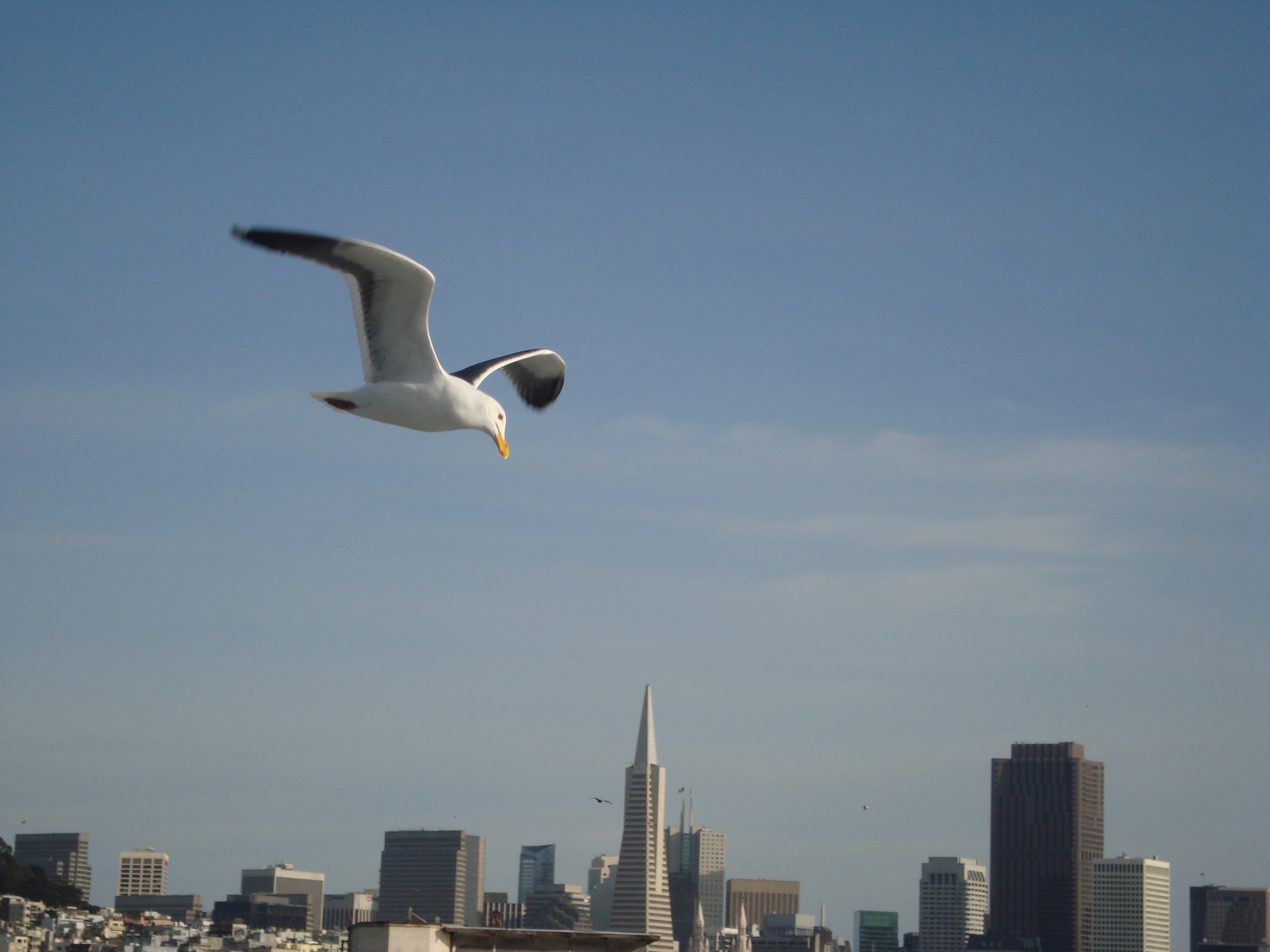 SFO Albatross with buildings