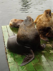 Sea Lions