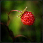 Wayside Finds 060 by Frank-Beer