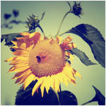 Natures Revival 061 by Frank-Beer