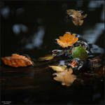 Wayside Finds 083 by Frank-Beer