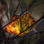 Wayside Finds 087 by Frank-Beer