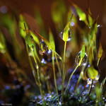 .:Bath in the Moss:. by Frank-Beer