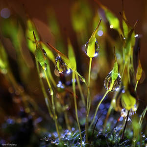 .:Bath in the Moss:.