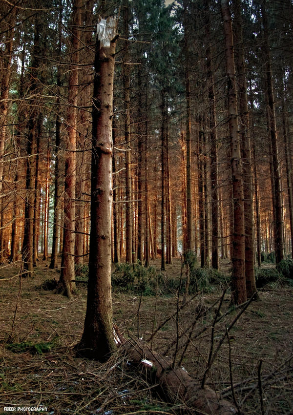 .:Forest in Fire:. by Frank-Beer