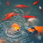 .: Koi carp Pond :. by Frank-Beer