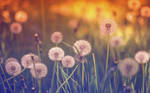 .: Dandelion Dreams :. by Frank-Beer