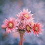 .: Stoneflower Blossom :.