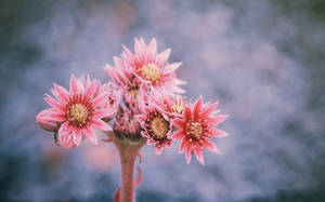 .: Stoneflower Blossom :. by Frank-Beer