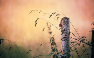 .: Herbstmorgen :.