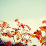 .: Autumns little Details :.