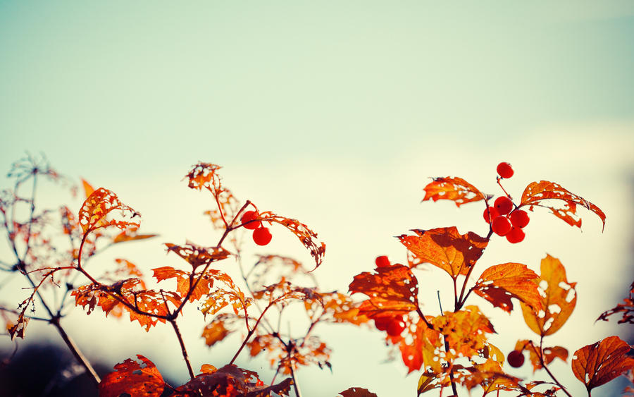 .: Autumns little Details :.