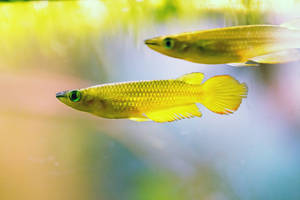 Golden Lineatus