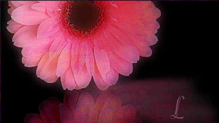 Pink Refection Pink Reflection by Leanny on DeviantArt