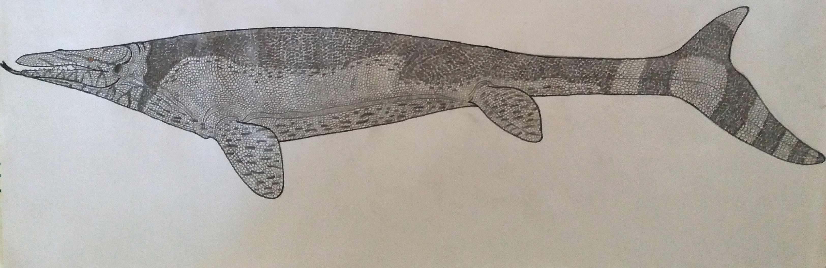 Mosasaurus conodon-skin impression by NRD23456 on DeviantArt