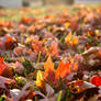 Bed of Colors