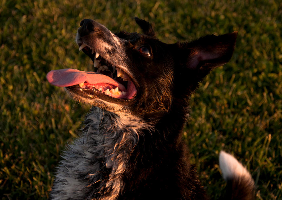 Gimme the Frisbee