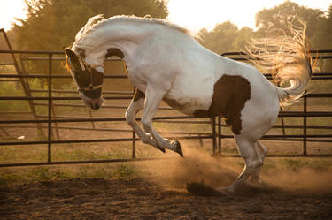 Rodeo Clown