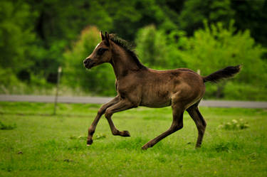 Youthful Exuberance