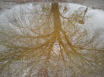 Tree reflaction in pond by HippieCase