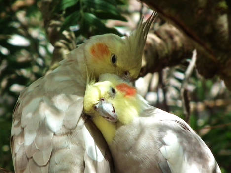 A Parrot Pair