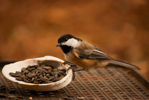 chick adee