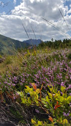 Mountain flora