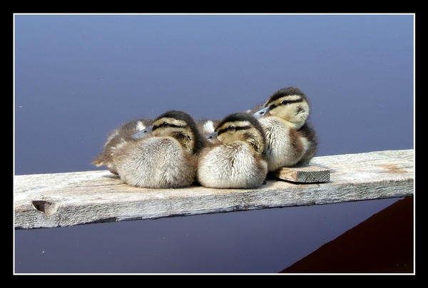 Copy-Paste Ducks