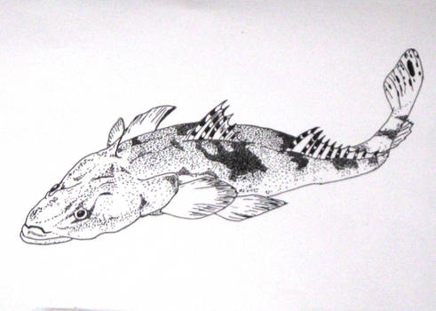 Distorted Fish in pen