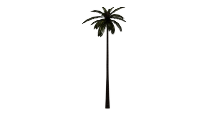 [resource] Palm png