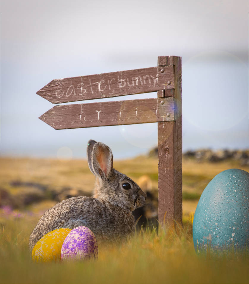 Rabbit Easter Jay Graphics by jay1graphics on DeviantArt