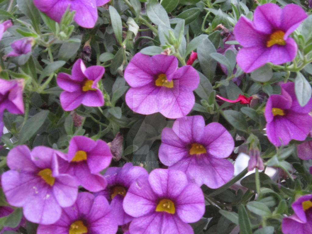 Mother's Day Flowers