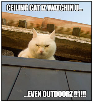 Spilla Ceiling Cat