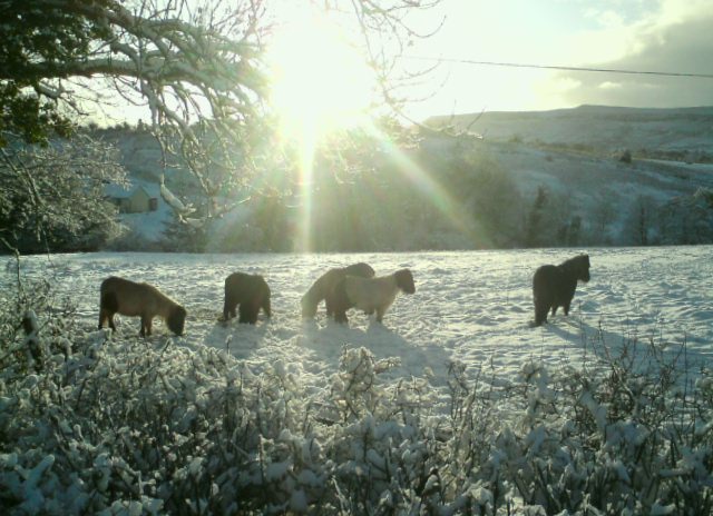 Snow-cast Shetlands