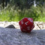 D20 in Forest