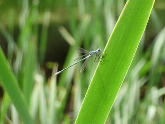 Blue DragonFly I