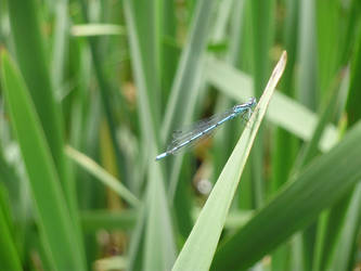 Blue DragonFly II