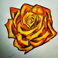 yellow rose